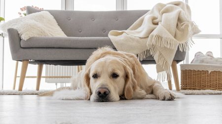 Il vinile è raccomandato dai proprietari di animali domestici